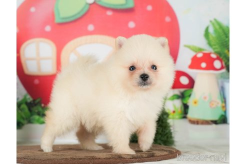 成約済の千葉県のポメラニアン-290024の6枚目