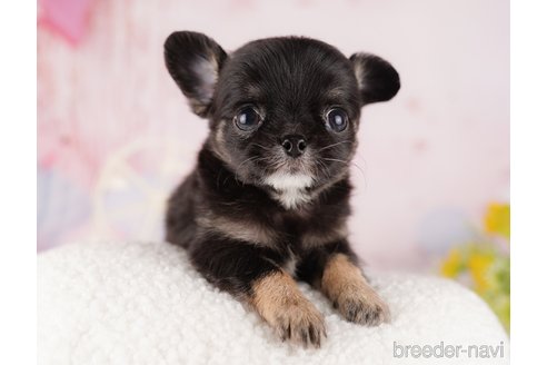 成約済の東京都のチワワ(ロングコート)-290031の1枚目