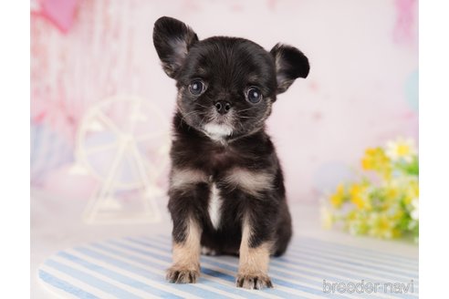 成約済の東京都のチワワ(ロングコート)-290031の4枚目