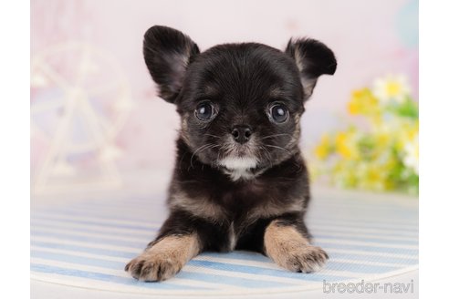 成約済の東京都のチワワ(ロングコート)-290031の5枚目