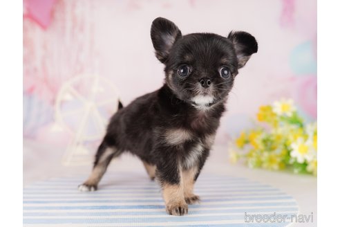 成約済の東京都のチワワ(ロングコート)-290031の2枚目