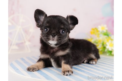 成約済の東京都のチワワ(ロングコート)-290031の3枚目