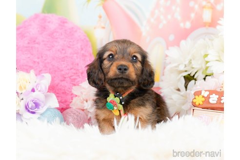 成約済の神奈川県のミニチュアダックスフンド(ロングヘアード)-290034の7枚目