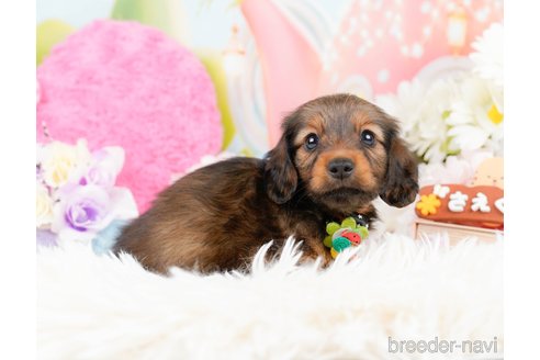 成約済の神奈川県のミニチュアダックスフンド(ロングヘアード)-290034の9枚目