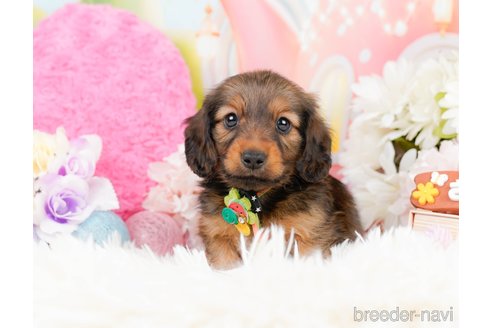 成約済の神奈川県のミニチュアダックスフンド(ロングヘアード)-290034の8枚目