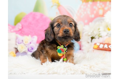 成約済の神奈川県のミニチュアダックスフンド(ロングヘアード)-290034の11枚目