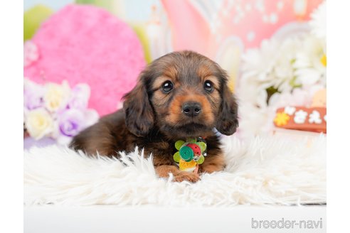 成約済の神奈川県のミニチュアダックスフンド(ロングヘアード)-290034の10枚目