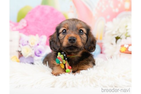 成約済の神奈川県のミニチュアダックスフンド(ロングヘアード)-290034の12枚目