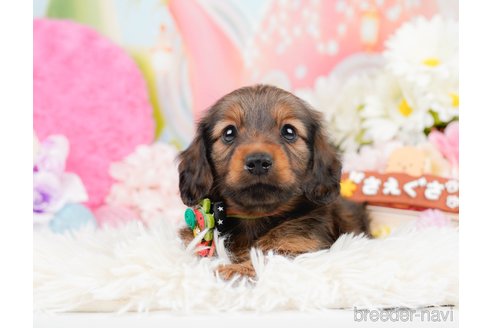 成約済の神奈川県のミニチュアダックスフンド(ロングヘアード)-290034の2枚目