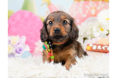 成約済の神奈川県のミニチュアダックスフンド(ロングヘアード)-290034の3枚目