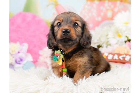 成約済の神奈川県のミニチュアダックスフンド(ロングヘアード)-290034の6枚目