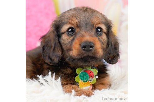 成約済の神奈川県のミニチュアダックスフンド(ロングヘアード)-290034の5枚目