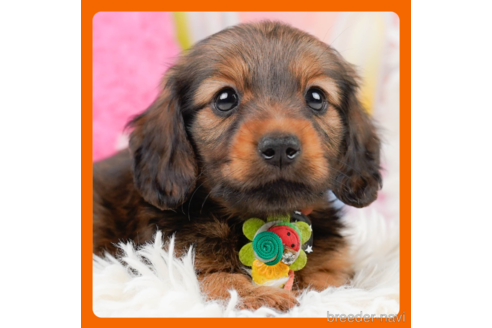 成約済の神奈川県のミニチュアダックスフンド(ロングヘアード)-290034の1枚目