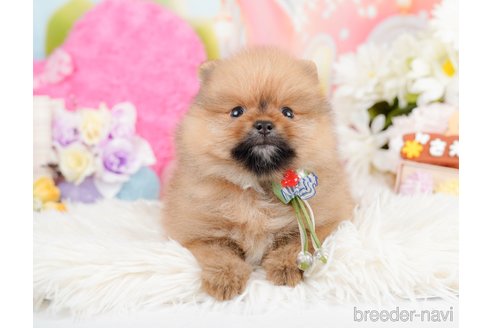 成約済の神奈川県のポメラニアン-290035の8枚目