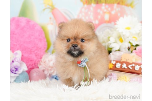 成約済の神奈川県のポメラニアン-290035の9枚目