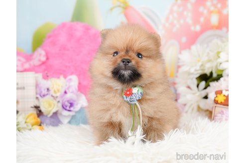 成約済の神奈川県のポメラニアン-290035の10枚目