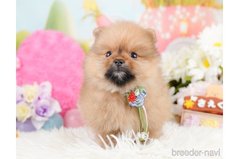 成約済の神奈川県のポメラニアン-290035の11枚目