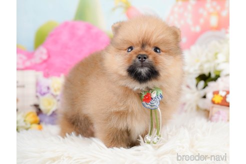 成約済の神奈川県のポメラニアン-290035の12枚目