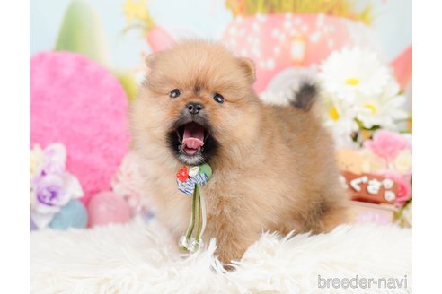 成約済の神奈川県のポメラニアン-290035の4枚目