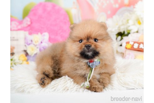 成約済の神奈川県のポメラニアン-290035の5枚目