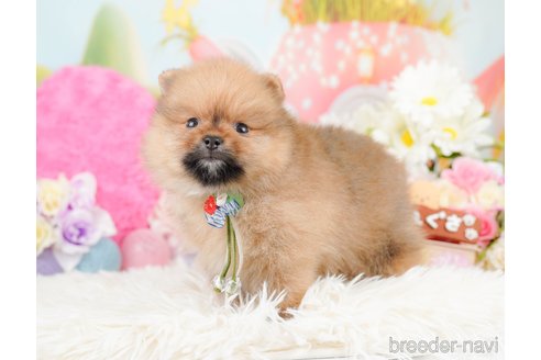 成約済の神奈川県のポメラニアン-290035の6枚目