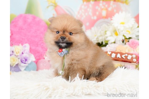 成約済の神奈川県のポメラニアン-290035の7枚目