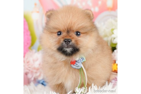 成約済の神奈川県のポメラニアン-290035の1枚目