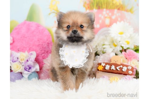 成約済の神奈川県のポメラニアン-290037の11枚目