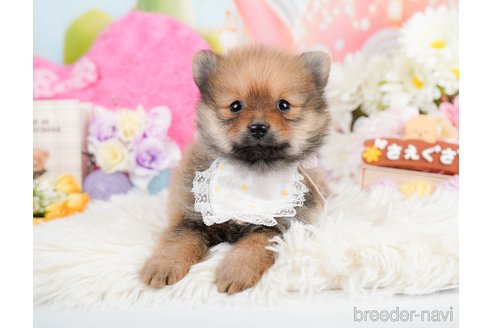 成約済の神奈川県のポメラニアン-290037の10枚目