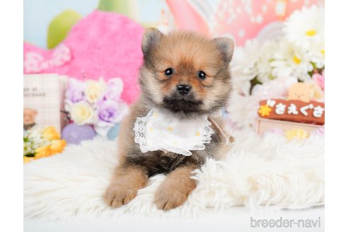 成約済の神奈川県のポメラニアン-290037の7枚目