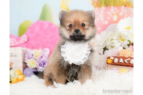 成約済の神奈川県のポメラニアン-290037の6枚目