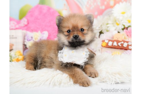 成約済の神奈川県のポメラニアン-290037の9枚目