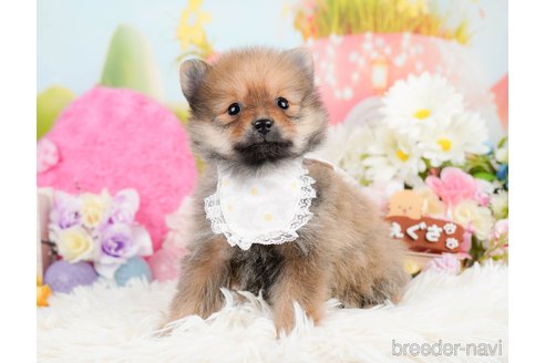 成約済の神奈川県のポメラニアン-290037の2枚目