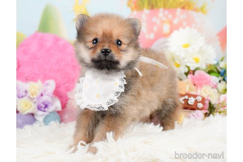 成約済の神奈川県のポメラニアン-290037の3枚目