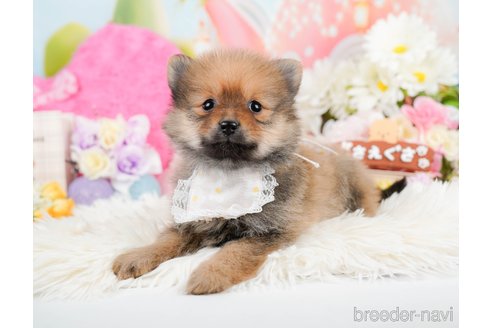 成約済の神奈川県のポメラニアン-290037の4枚目