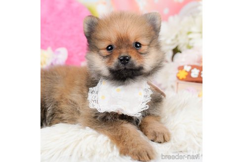 成約済の神奈川県のポメラニアン-290037の1枚目