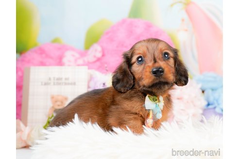 成約済の神奈川県のミニチュアダックスフンド(ロングヘアード)-290038の10枚目