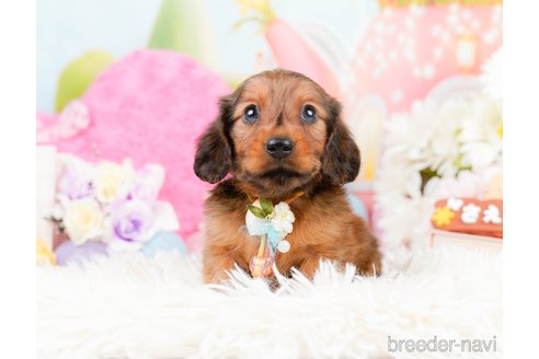 成約済の神奈川県のミニチュアダックスフンド(ロングヘアード)-290038の11枚目