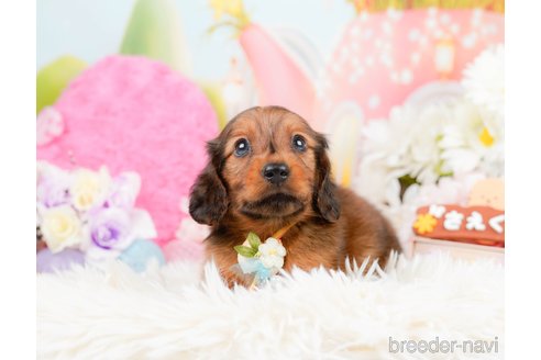 成約済の神奈川県のミニチュアダックスフンド(ロングヘアード)-290038の2枚目