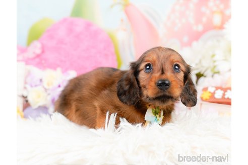 成約済の神奈川県のミニチュアダックスフンド(ロングヘアード)-290038の4枚目