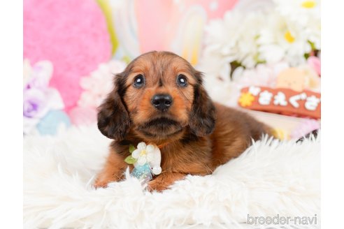 成約済の神奈川県のミニチュアダックスフンド(ロングヘアード)-290038の5枚目