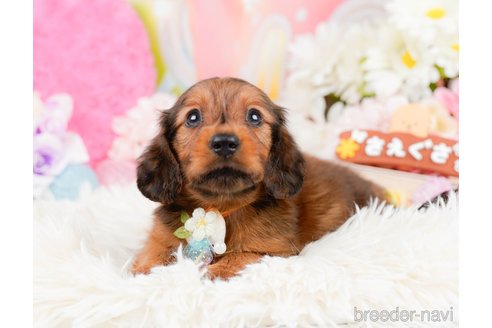 成約済の神奈川県のミニチュアダックスフンド(ロングヘアード)-290038の6枚目