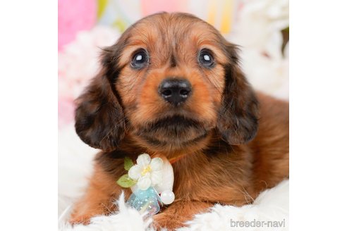 成約済の神奈川県のミニチュアダックスフンド(ロングヘアード)-290038の1枚目