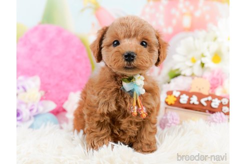 成約済の神奈川県のトイプードル-290039の10枚目