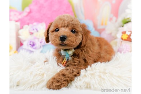 成約済の神奈川県のトイプードル-290039の11枚目