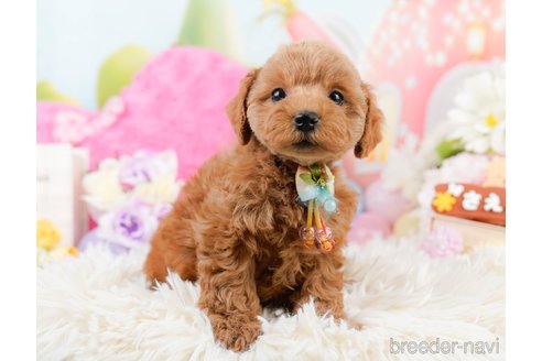 成約済の神奈川県のトイプードル-290039の5枚目