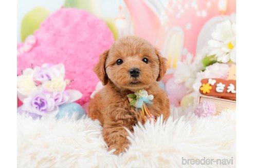 成約済の神奈川県のトイプードル-290039の7枚目