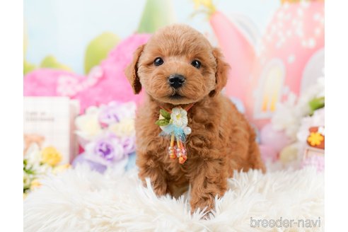 成約済の神奈川県のトイプードル-290039の8枚目