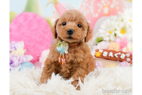 成約済の神奈川県のトイプードル-290039の3枚目