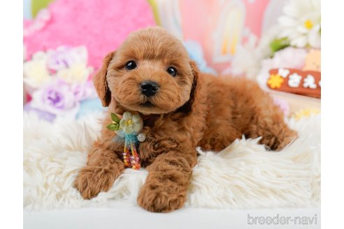 成約済の神奈川県のトイプードル-290039の4枚目